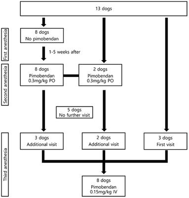 Changes in echocardiographic indices and left ventricular strain values by two-dimensional speckle-tracking echocardiography following pre-anesthetic oral pimobendan administration compared with intravenous pimobendan in dogs